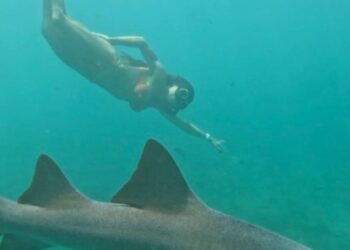 Após Ataque De Tubarão, Tayane Dalazen Retorna Ao Mar Em Noronha E Transforma Trauma Em Superação