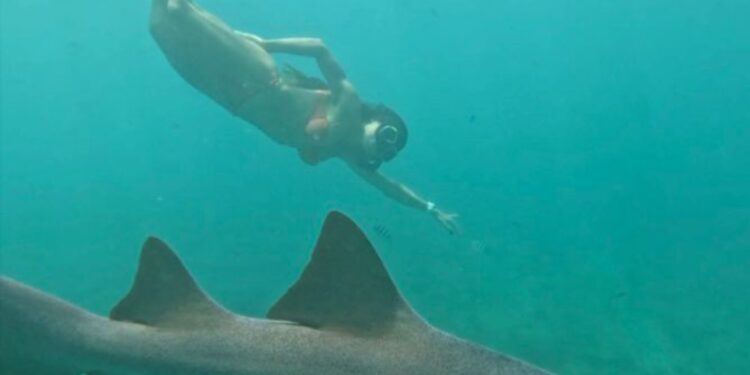 Após Ataque De Tubarão, Tayane Dalazen Retorna Ao Mar Em Noronha E Transforma Trauma Em Superação